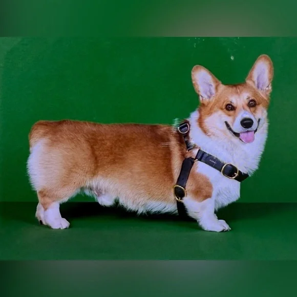 NWB Gucci GG Logo Leather Pet - Dog Black Harness Size L - Picture 3 of 16